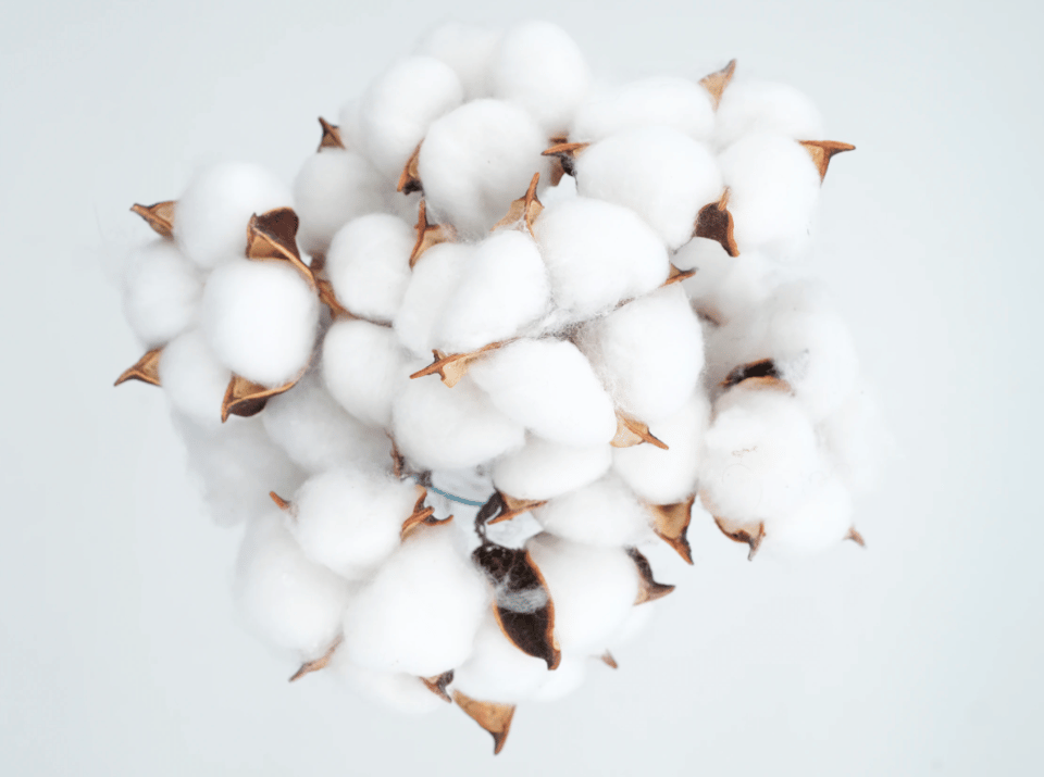 Cell-Cultivated Cotton for Sustainable Clothing